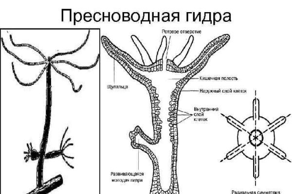 Ссылка кракена kraken clear com